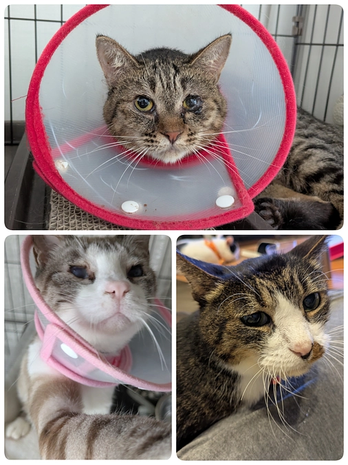 処方のご報告と収支報告