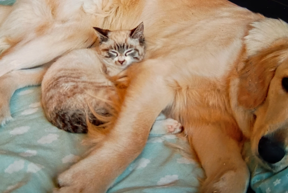 里親様から幸せの便り　異種混合編