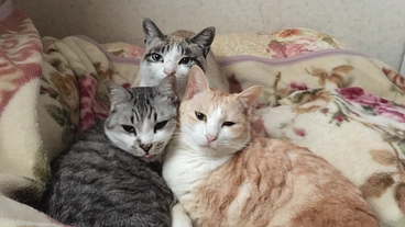 共生の里　ひまわり のトップ画像