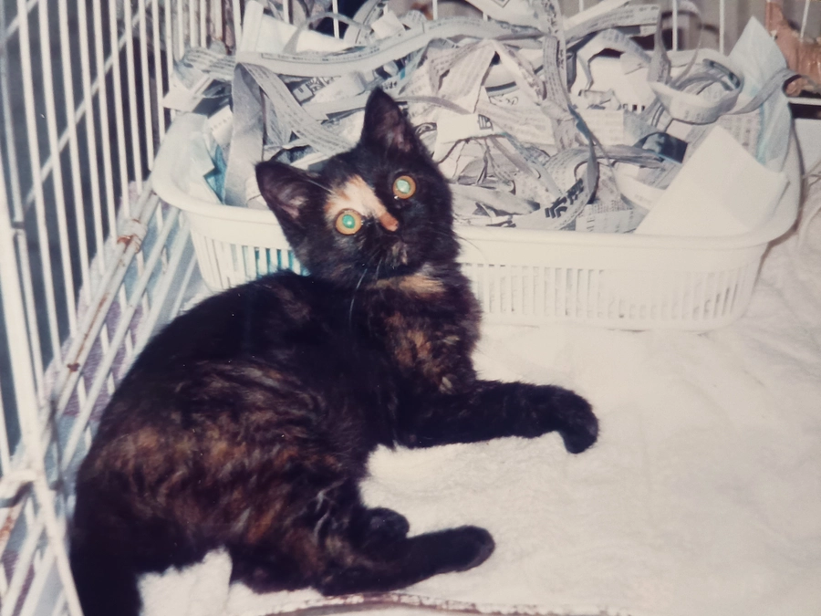 保護猫シェルターのトイレ色々…