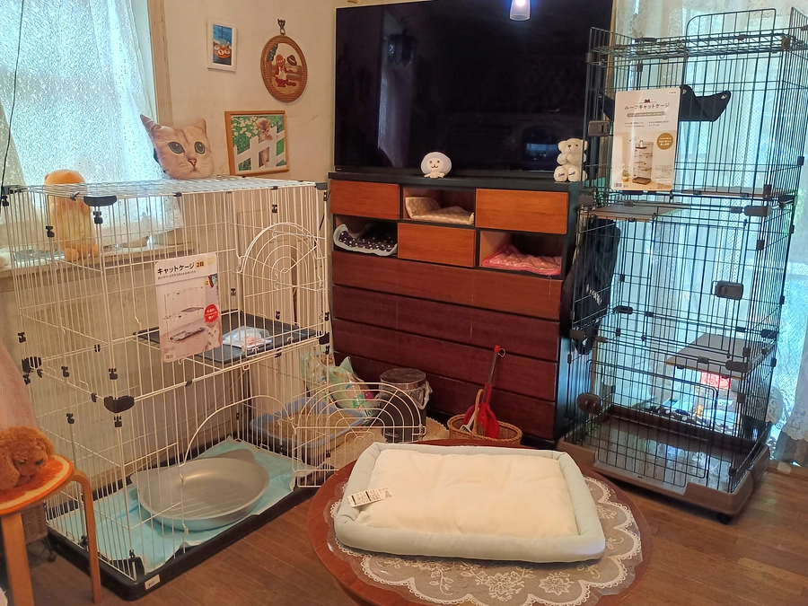 皆様ありがとうございます。早速新しい保護猫部屋の準備をしています。
