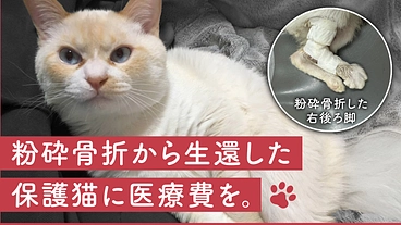 事故にあった保護猫に未来を！治療のため医療費のご支援をお願いします のトップ画像