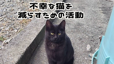 不幸な猫を救うために のトップ画像