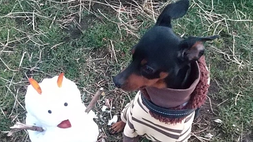 DV被害者がペットと一緒でも逃げられる場所を提供したい のトップ画像