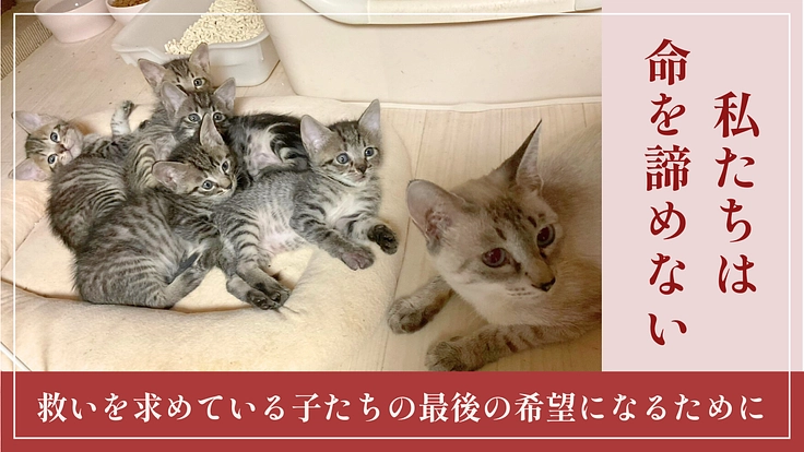 残された命に、もう一度温もりを。保護猫たちへ医療支援をお願いします