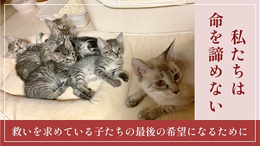 残された命に、もう一度温もりを。保護猫たちへ医療支援をお願いします のトップ画像