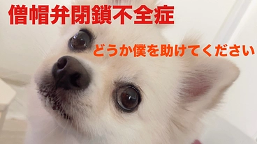 僧帽弁閉鎖不全症の愛犬アンディの命を救いたい のトップ画像