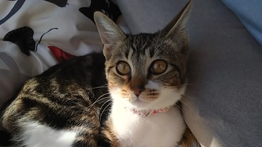 原因不明の体調不良からFIPを発症。ベルラを助けるご協力のお願い！ のトップ画像