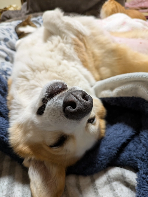 残り2日　あと10.2万円のご支援が必要です