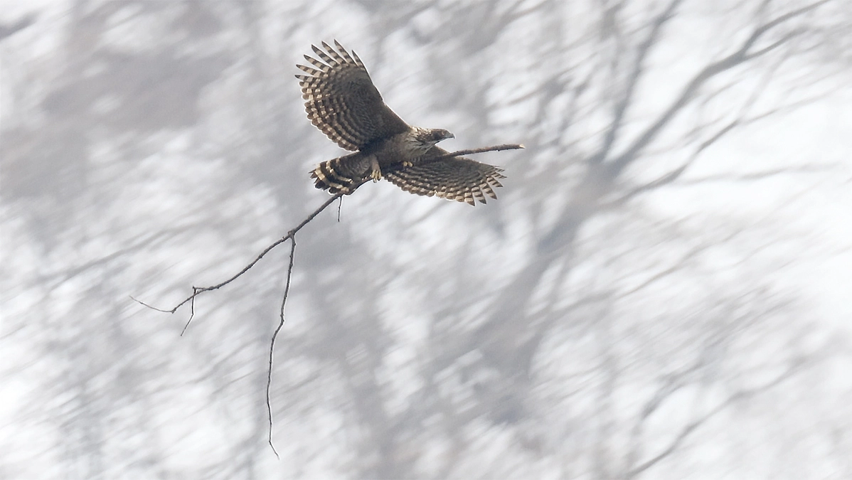 伊吹山のイヌワシ繁殖状況2025年2月