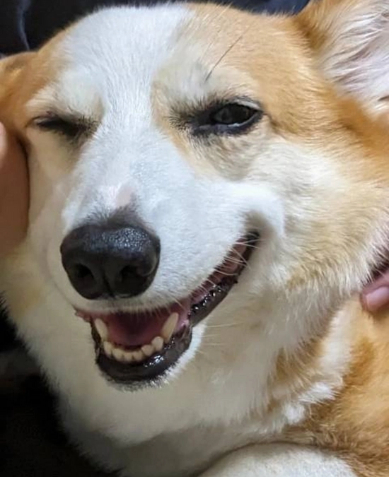 明日23時まで。応援してくださる皆様とめると達成を信じて