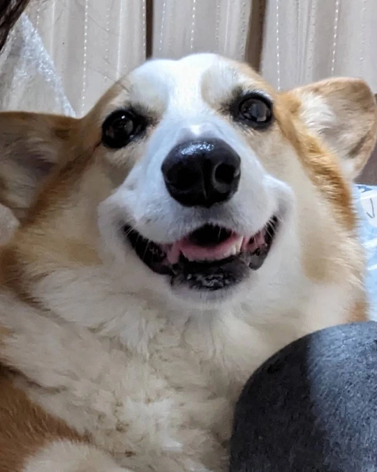 本日23時で終了！めると応援してくださる皆様と達成を信じて