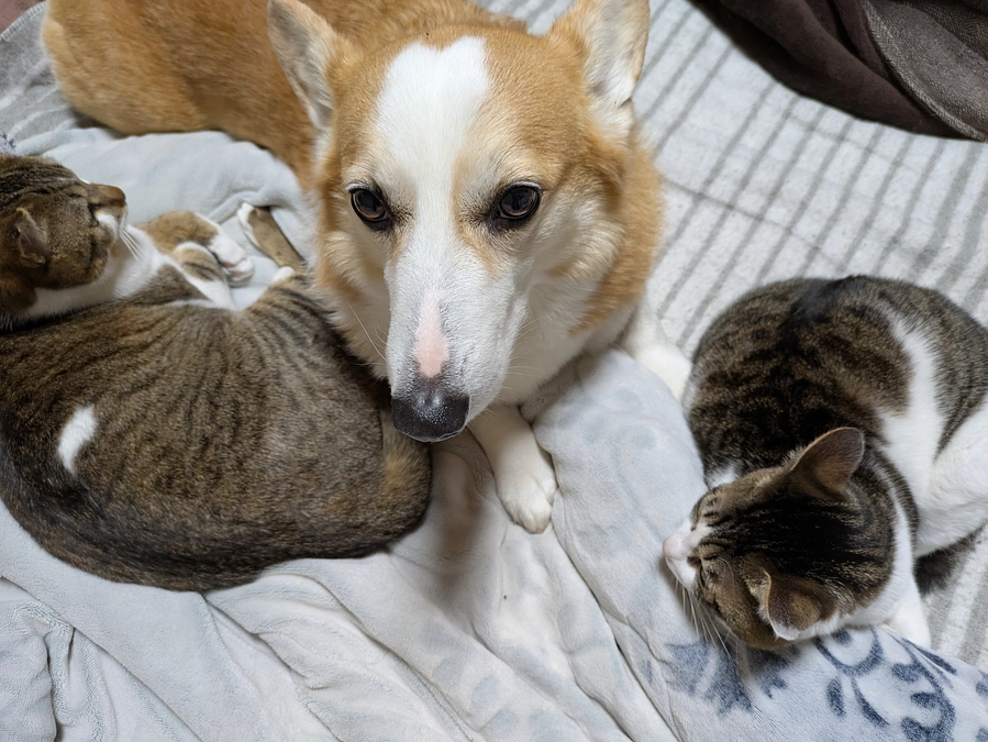 現在のめる。猫たちに囲まれてます。