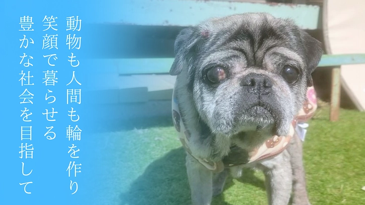 SORA小さな命を救う会｜救える命を諦めない！保護犬に適切な医療を 4枚目