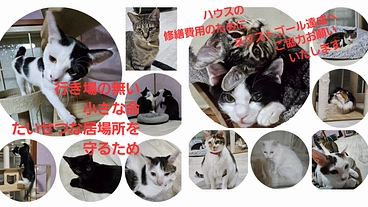 里にゃんハウス&猫の城の小さな命たちを守り続けていくために… のトップ画像