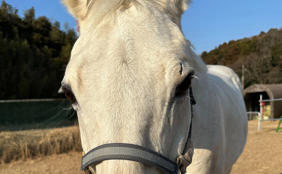 のんびり引き馬コース