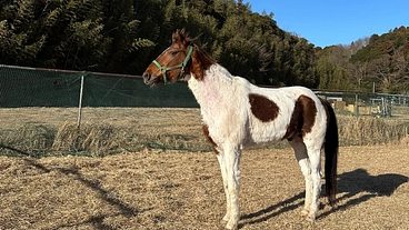 みんなが馬といっしょに過ごせる場所を続けていきたい／継続支援募集中 のトップ画像