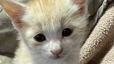 【助けてください！】保護猫21匹の飼育費、全財産なくなりました… のトップ画像