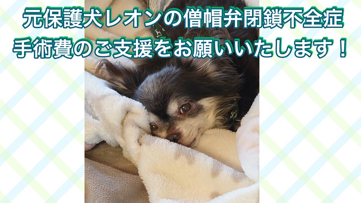 チワワのレオンの僧帽弁閉鎖不全症 手術費のご支援をお願いします！