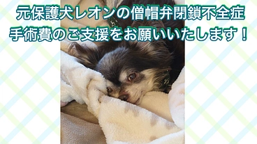 チワワのレオンの僧帽弁閉鎖不全症 手術費のご支援をお願いします！ のトップ画像