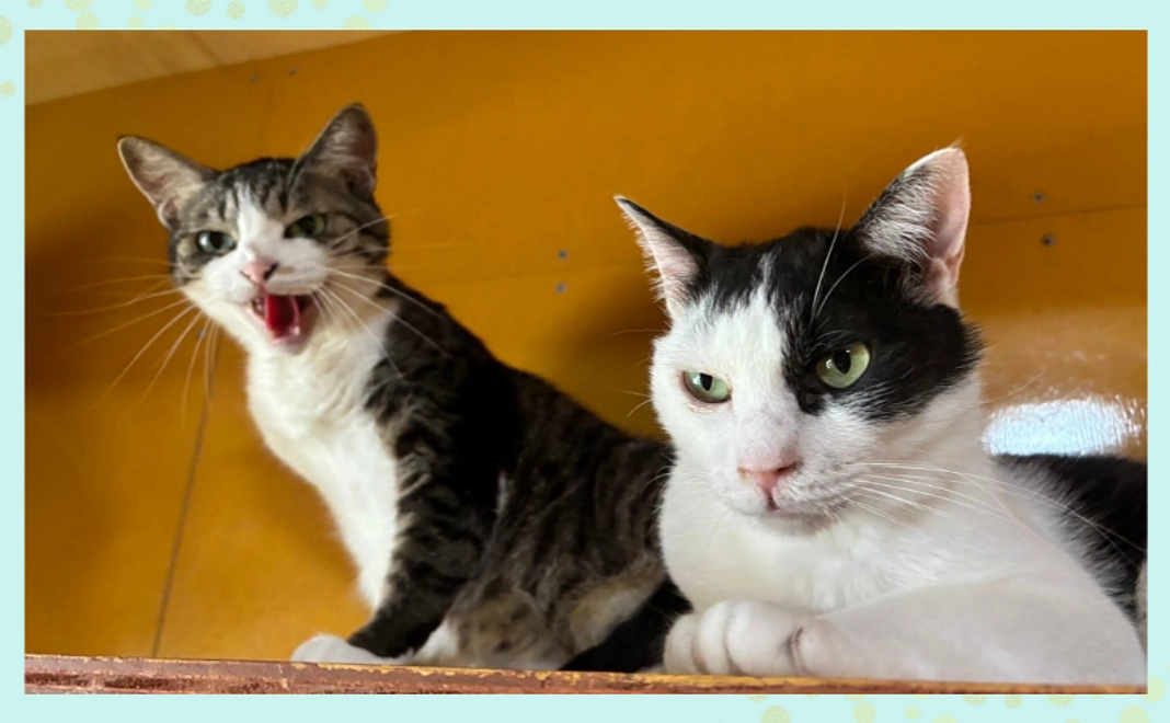 応援コース｜3,000円