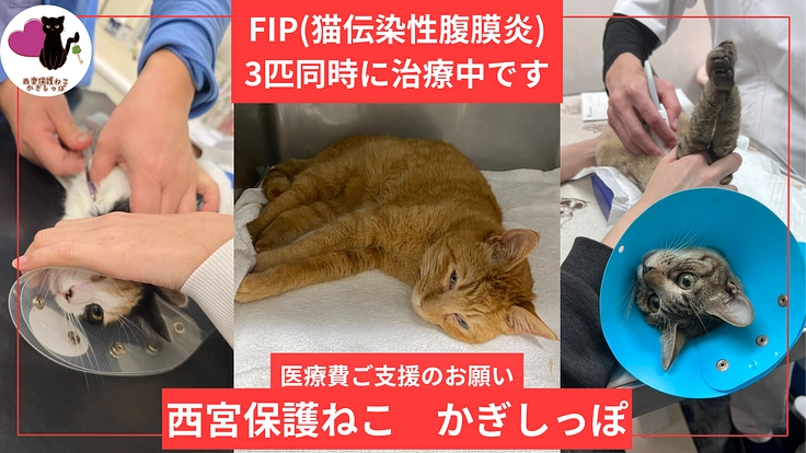 目の前の命を救いたい。FIP闘病中の保護猫３匹に生きるチャンスを。