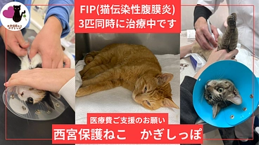 目の前の命を救いたい。FIP闘病中の保護猫３匹に生きるチャンスを。 のトップ画像