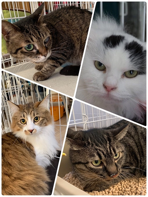 道内3地域から8匹の猫が一気に入居、止まらぬ飼育放棄案件。