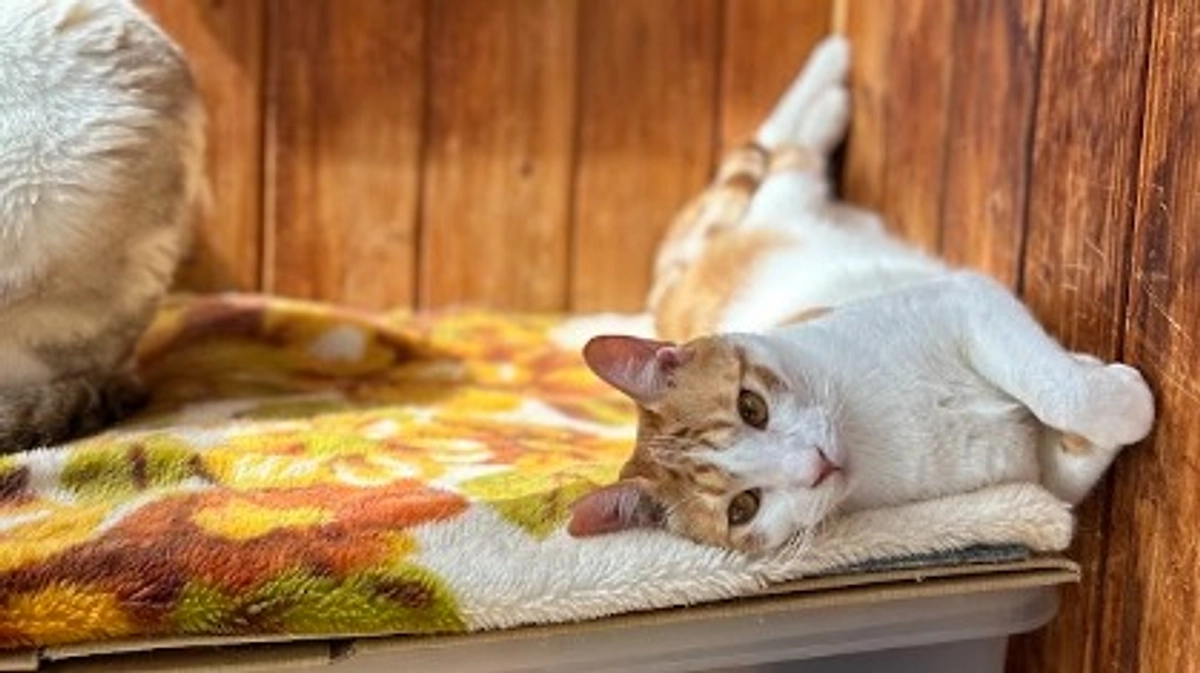 クラファン開始１０日が経ちました！