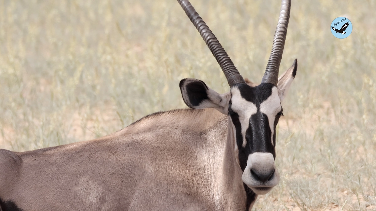 African wildlife March 15, 2025