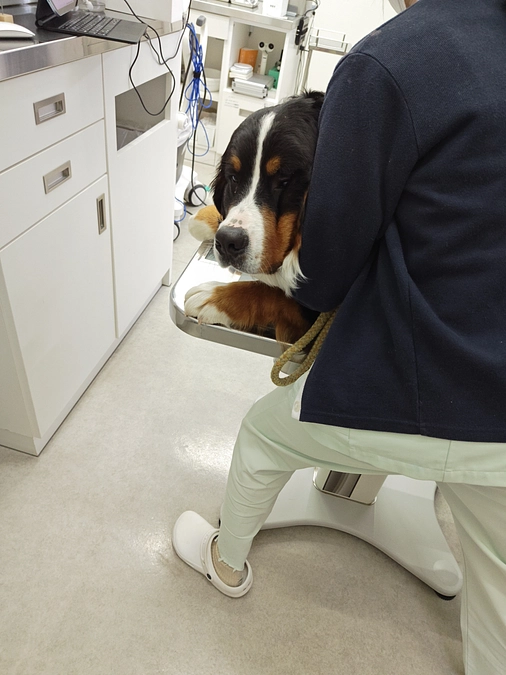 「マーロウの近況報告：現状維持で手術に向けた準備を開始」