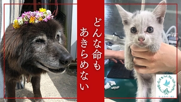年間600匹の命を守るシェルターの存続の危機｜青い鳥覚悟の挑戦 のトップ画像