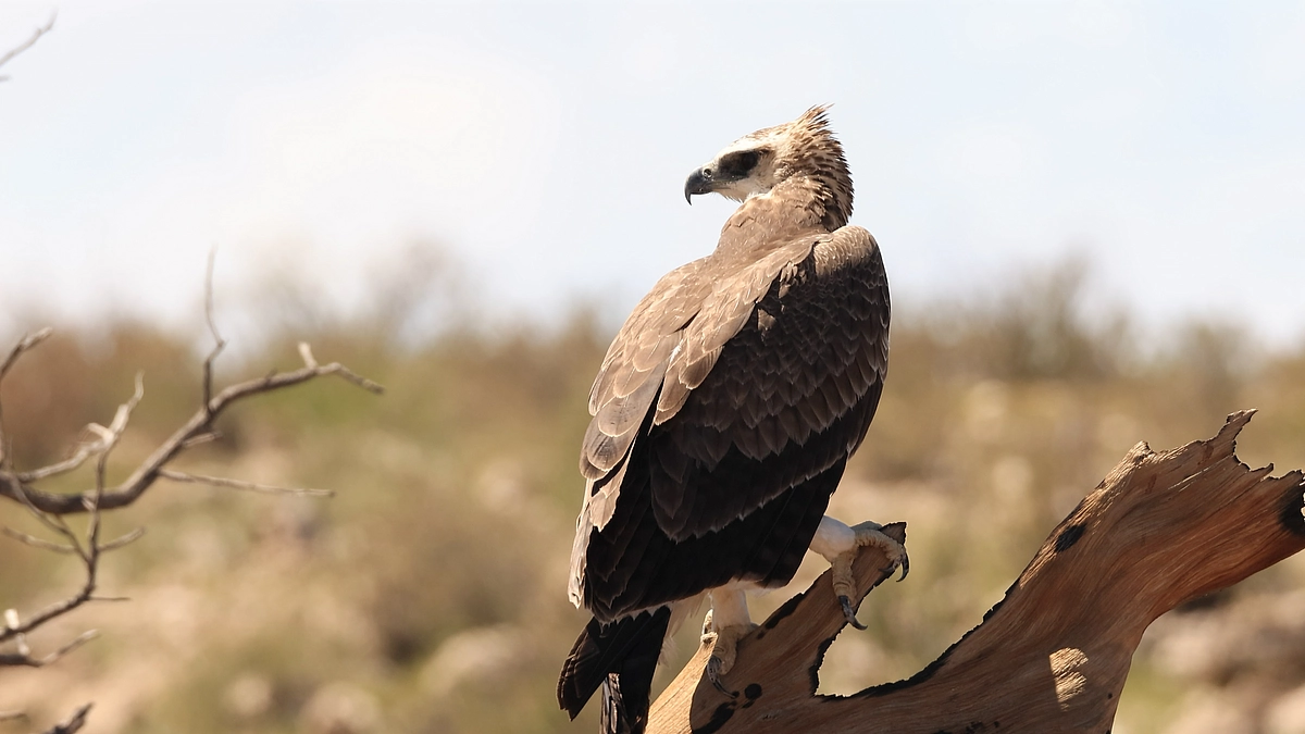 African wildlife March 16, 2025