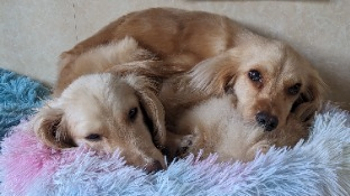 シェルターの近況