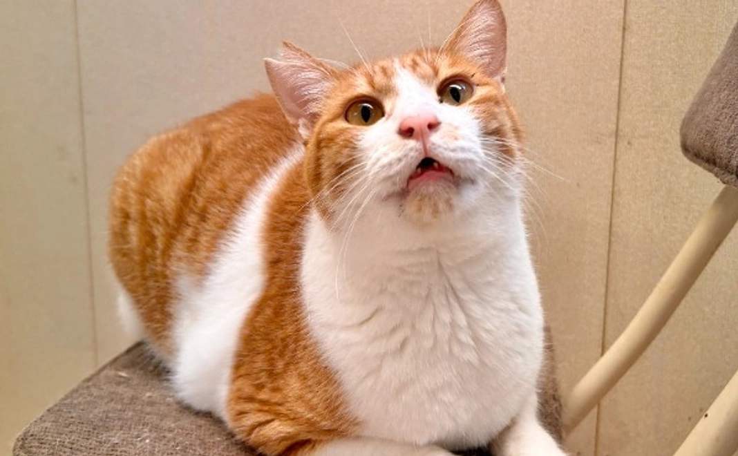 新シェルター開設応援コース｜1万円