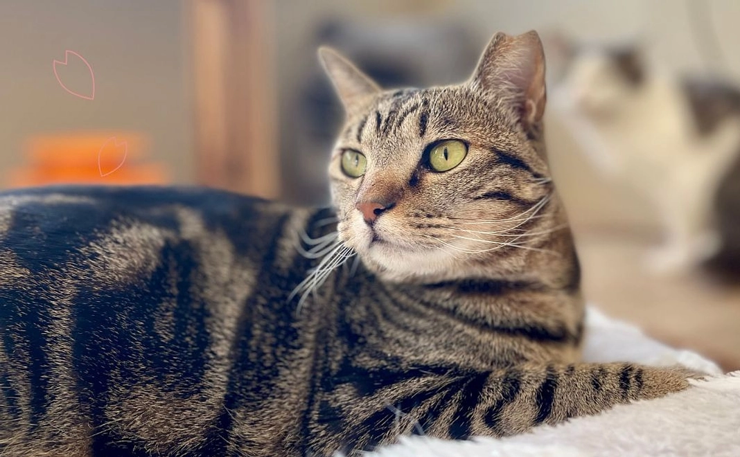 ことちゃんコース