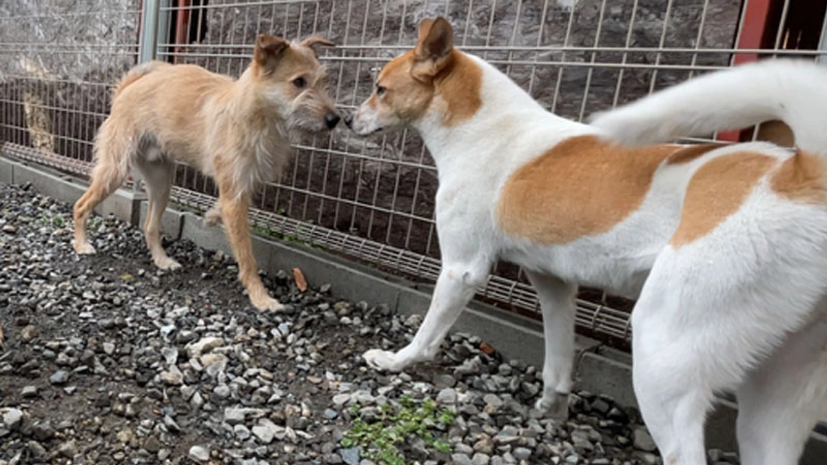 新たなフリスぺ。