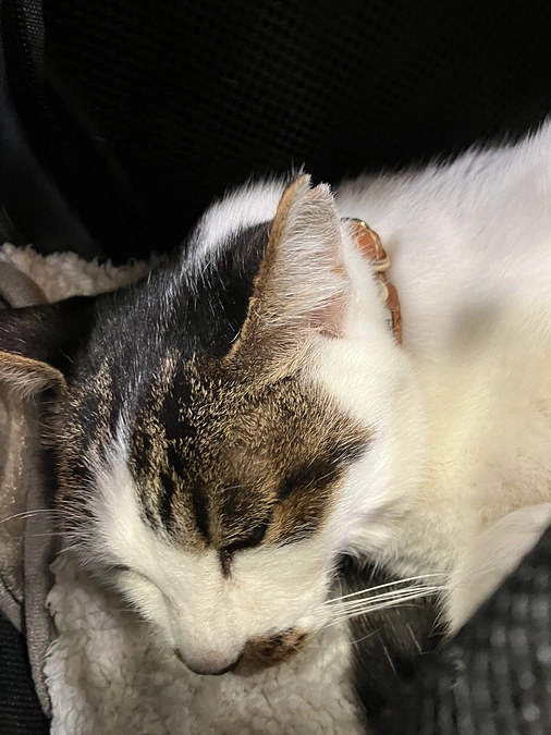 CHOP6週目サイクロフォスファマイド