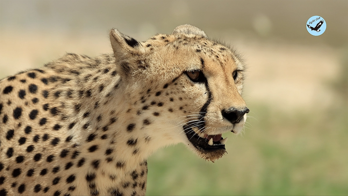 African wildlife March 17, 2025