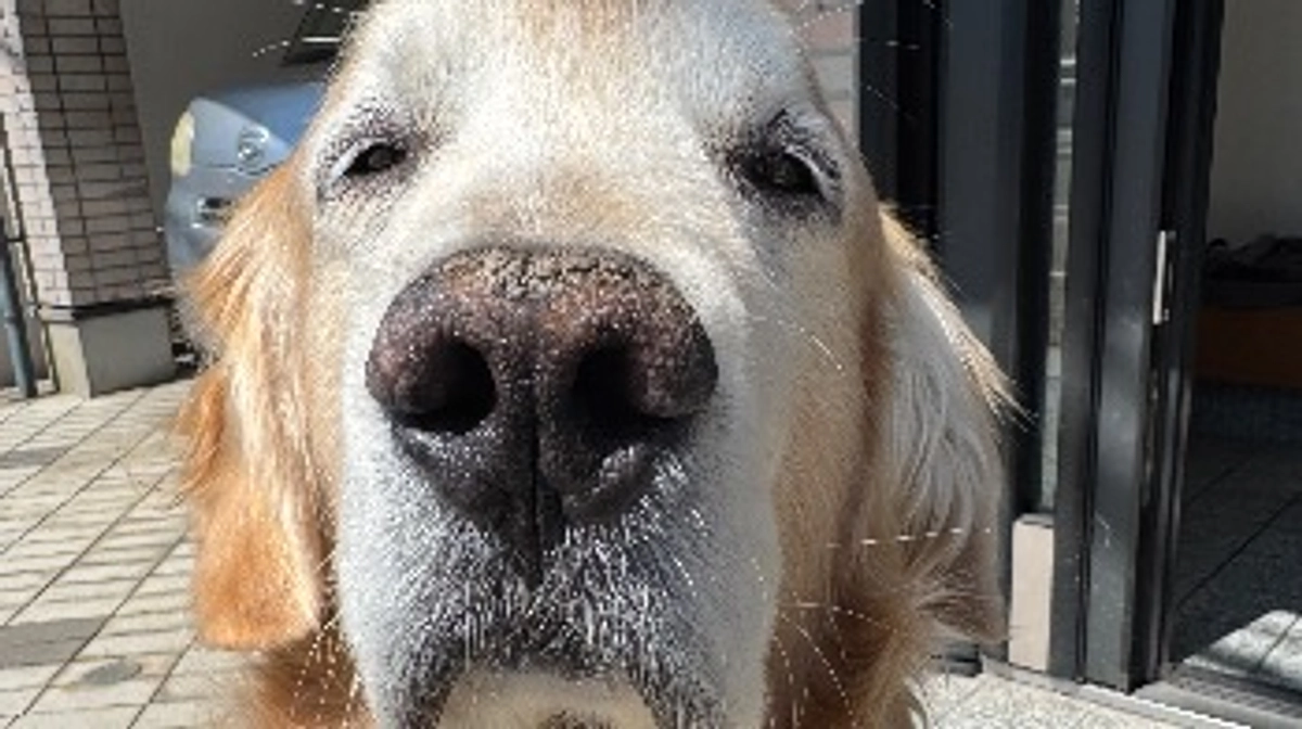 ありがとうございます