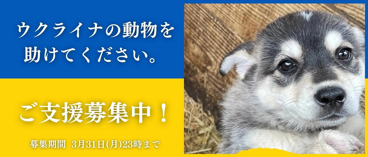 ウクライナの犬と猫へご支援お願いいたします。
