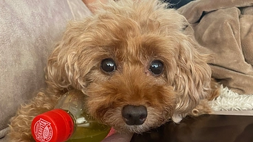 愛犬じじの悪性腫瘍に対するご支援 のトップ画像