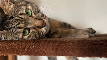 11歳の猫ルルの腎不全の治療に支援をお願いします。 のトップ画像