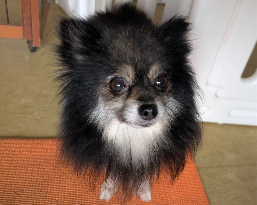 2025年1月・2月の収支報告とシェルターの活動報告