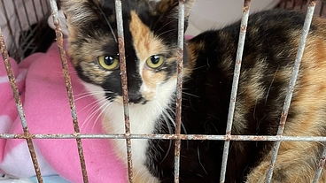 保護団体のない広島県庄原市に保護猫シェルターをつくりたい のトップ画像