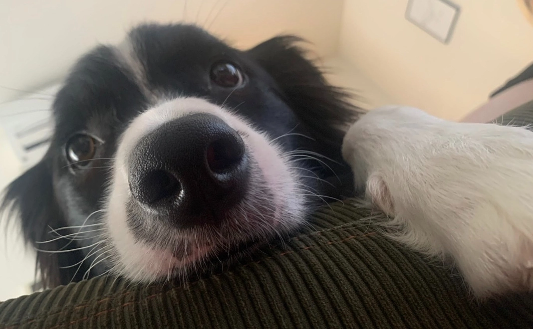 ディノからの感謝のメール2