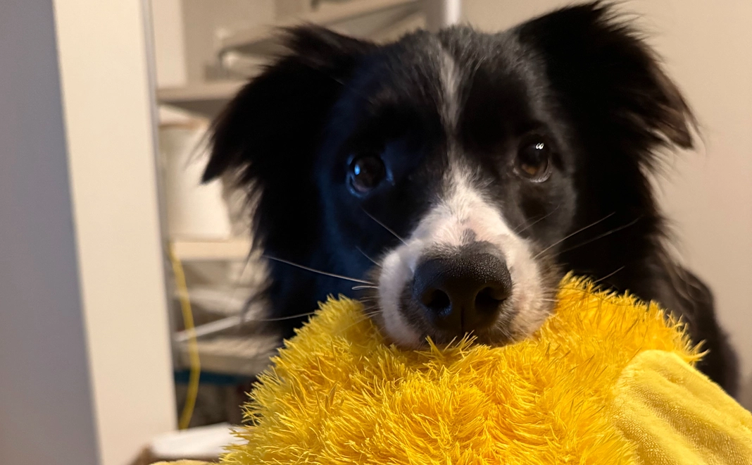 ディノからの感謝のメール1