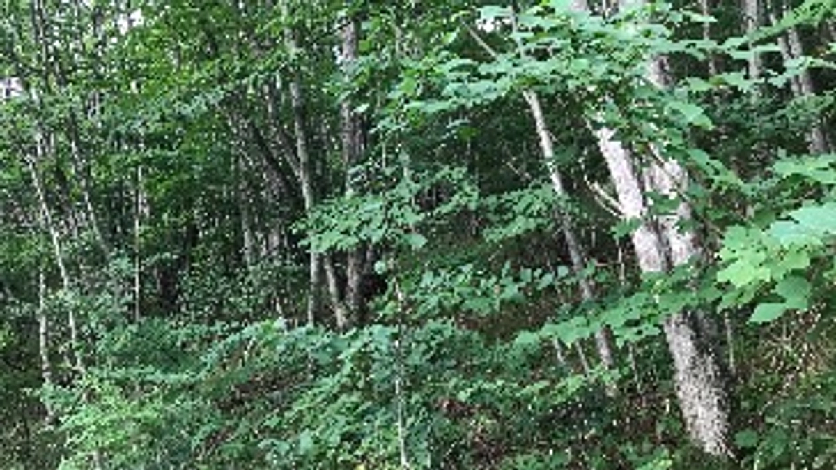 クラウドファンディング中止以降、その後のご報告