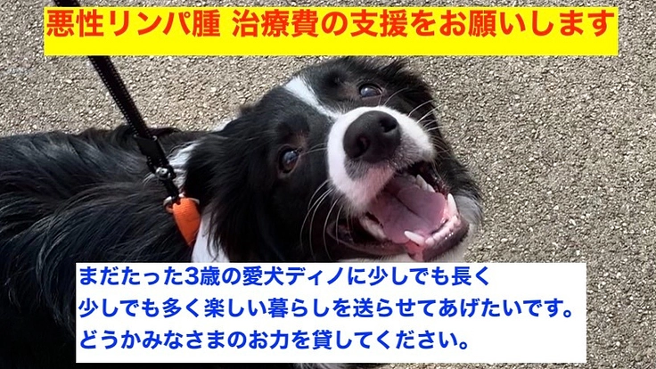 愛犬(ボーダーコリー3歳)のリンパ腫の治療費のご支援お願いします