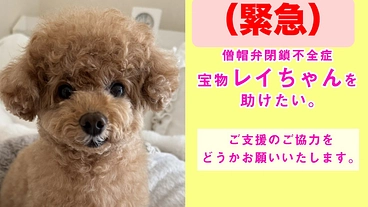 僧帽弁閉鎖不全症の宝物レイちゃんの命を救いたい のトップ画像